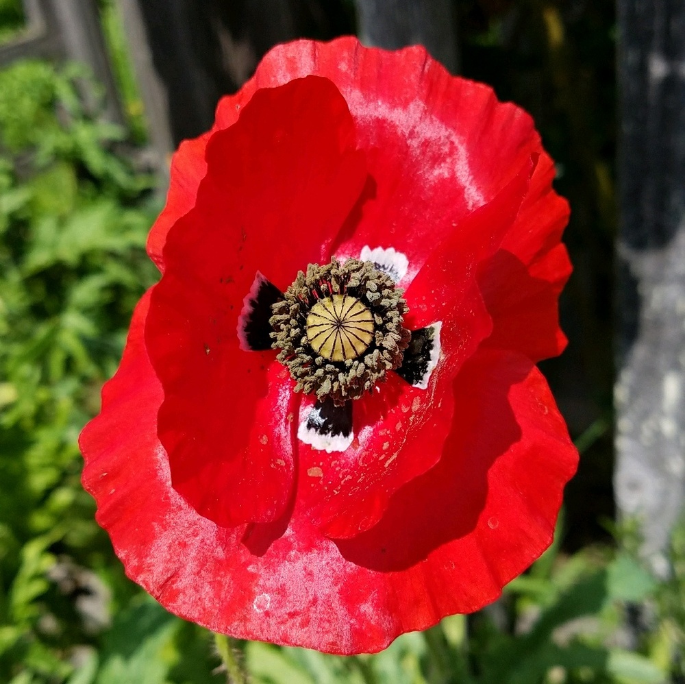 Meet your Posher, Natasha